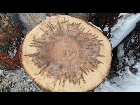 New wood + How to Dry wood in microwave