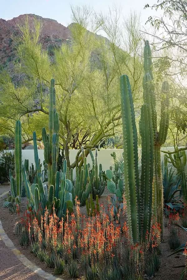 Cactus Garden