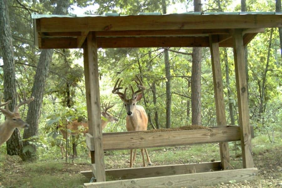 Large trough-style deer feeder